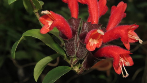 Aeschynanthus wallpapers high quality