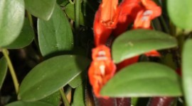 Aeschynanthus Wallpaper For IPhone Free