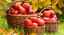 Apples Basket Photo