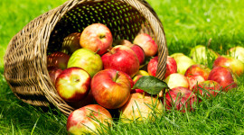 Apples Basket Photo Download