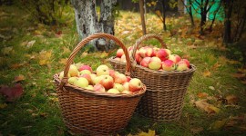 Apples Basket Wallpaper For Desktop
