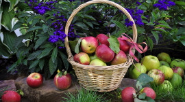Apples Basket Wallpaper Full HD
