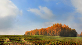 Autumn Fields Image