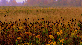 Autumn Fields Wallpaper