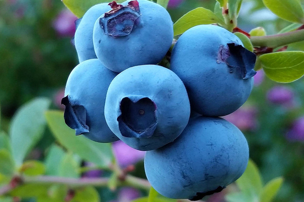 Blueberry wallpapers HD