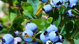 Blueberry Wallpaper For IPhone Download