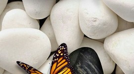 Butterfly Stone Wallpaper For Android