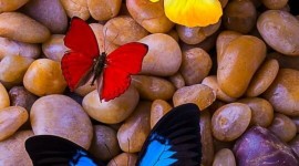 Butterfly Stone Wallpaper For IPhone Free