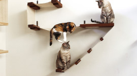 Cat In A Hammock Wallpaper Free