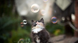 Cat Soap Bubbles Aircraft Picture