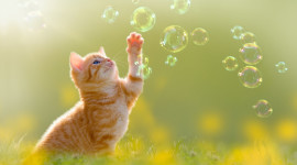 Cat Soap Bubbles Photo