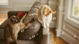 Cat Soap Bubbles Photo Free