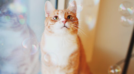 Cat Soap Bubbles Wallpaper For Android