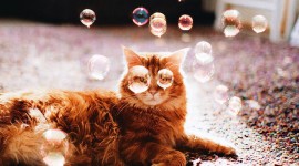 Cat Soap Bubbles Wallpaper Free