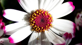 Cineraria Wallpaper For IPhone