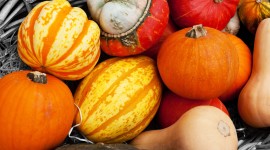 Colorful Pumpkins Photo