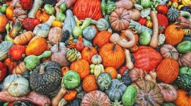 Colorful Pumpkins Wallpaper For PC