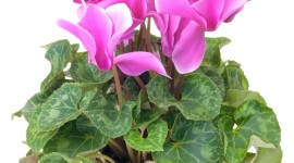 Cyclamen Wallpaper For Android