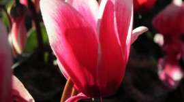Cyclamen Wallpaper For IPhone Download