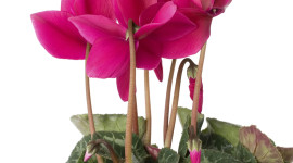 Cyclamen Wallpaper For IPhone Free