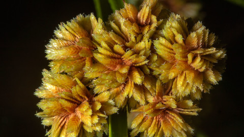 Cyperus wallpapers high quality