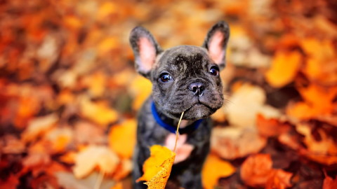 Dog Autumn wallpapers high quality