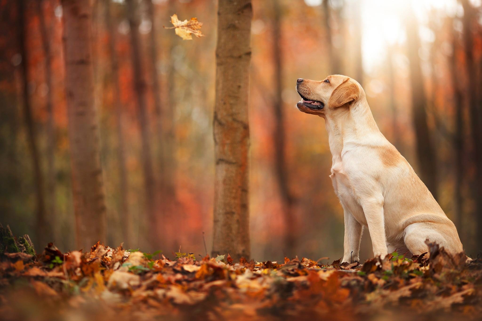 Dog Autumn Wallpapers High Quality | Download Free