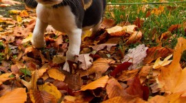 Dog Autumn Wallpaper For IPhone