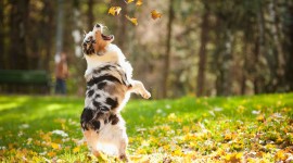 Dog Autumn Wallpaper For PC