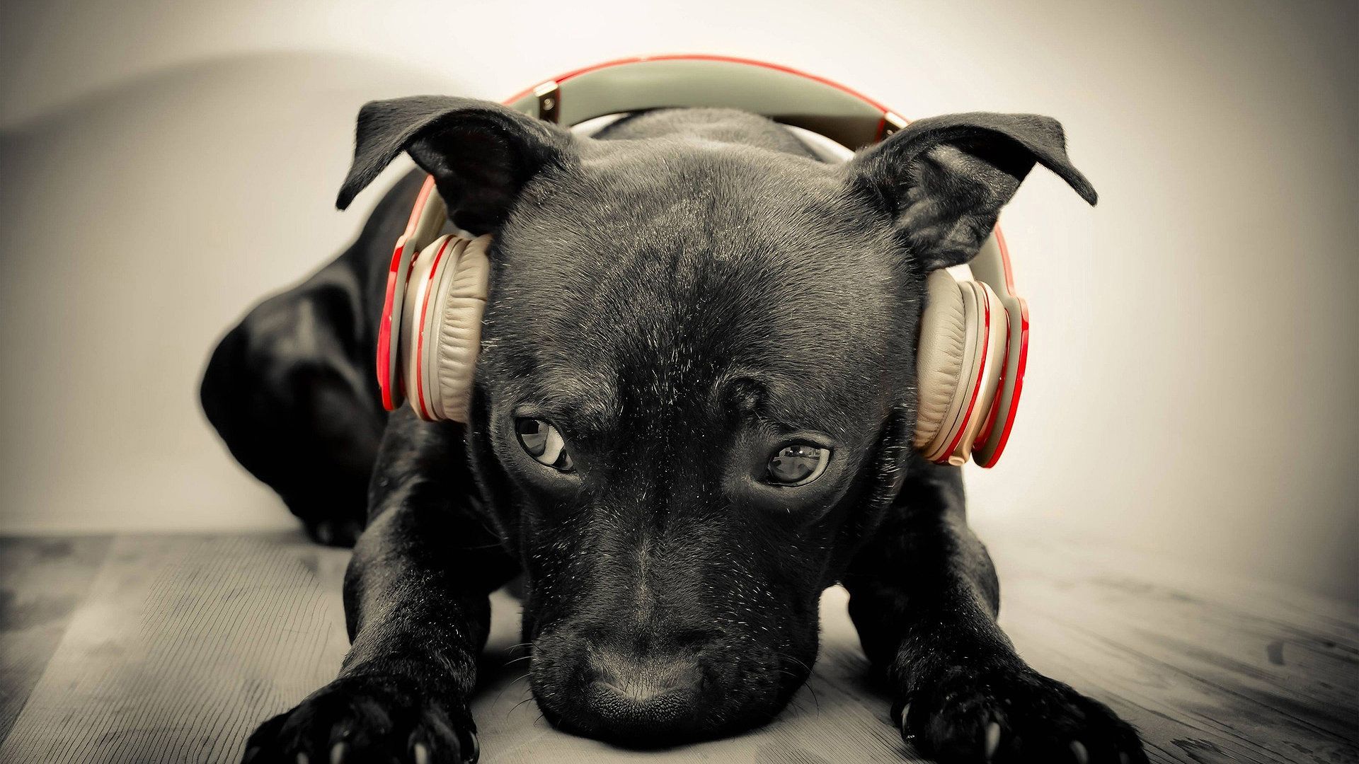 Appeal Of Dogs With Headphones