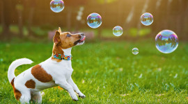 Dog Soap Bubbles Best Wallpaper