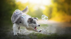 Dog Soap Bubbles Desktop Wallpaper