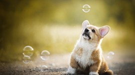 Dog Soap Bubbles Image Download