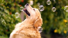 Dog Soap Bubbles Photo