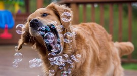 Dog Soap Bubbles Photo Free