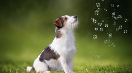 Dog Soap Bubbles Wallpaper