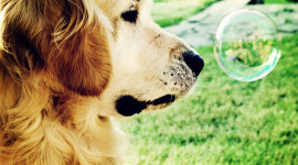 Dog Soap Bubbles Wallpaper For Android