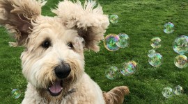 Dog Soap Bubbles Wallpaper For Mobile