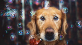 Dog Soap Bubbles Wallpaper Free