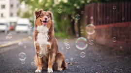 Dog Soap Bubbles Wallpaper Full HD