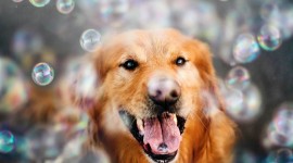 Dog Soap Bubbles Wallpaper Gallery