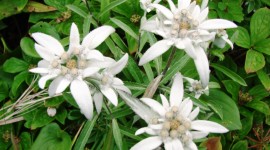 Edelweiss Photo Download