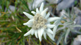 Edelweiss Picture Download