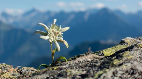 Edelweiss wallpapers high quality