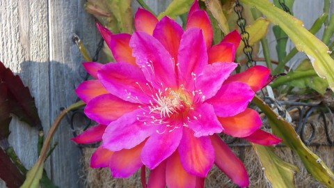 Epiphyllum wallpapers high quality