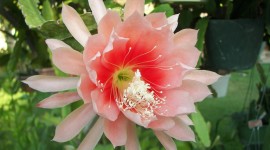 Epiphyllum Photo Free