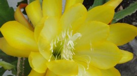 Epiphyllum Wallpaper For IPhone