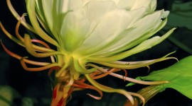 Epiphyllum Wallpaper For IPhone Free