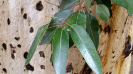 Eucalyptus Photo