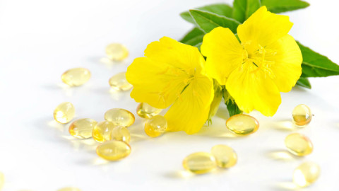 Evening Primrose wallpapers high quality